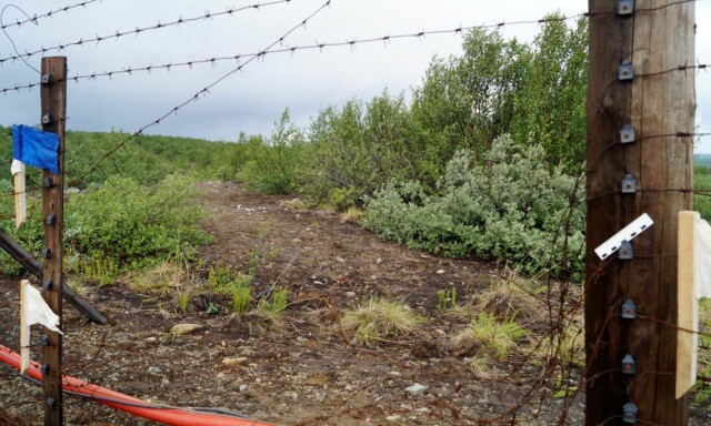 Ødela grensegjerde mellom Norge og Russland - er satt i fengsel